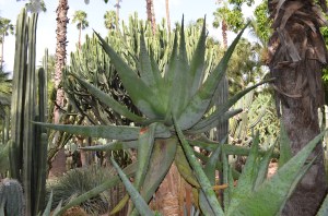 Jardin Majorelle