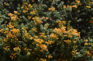 Bougainvillea