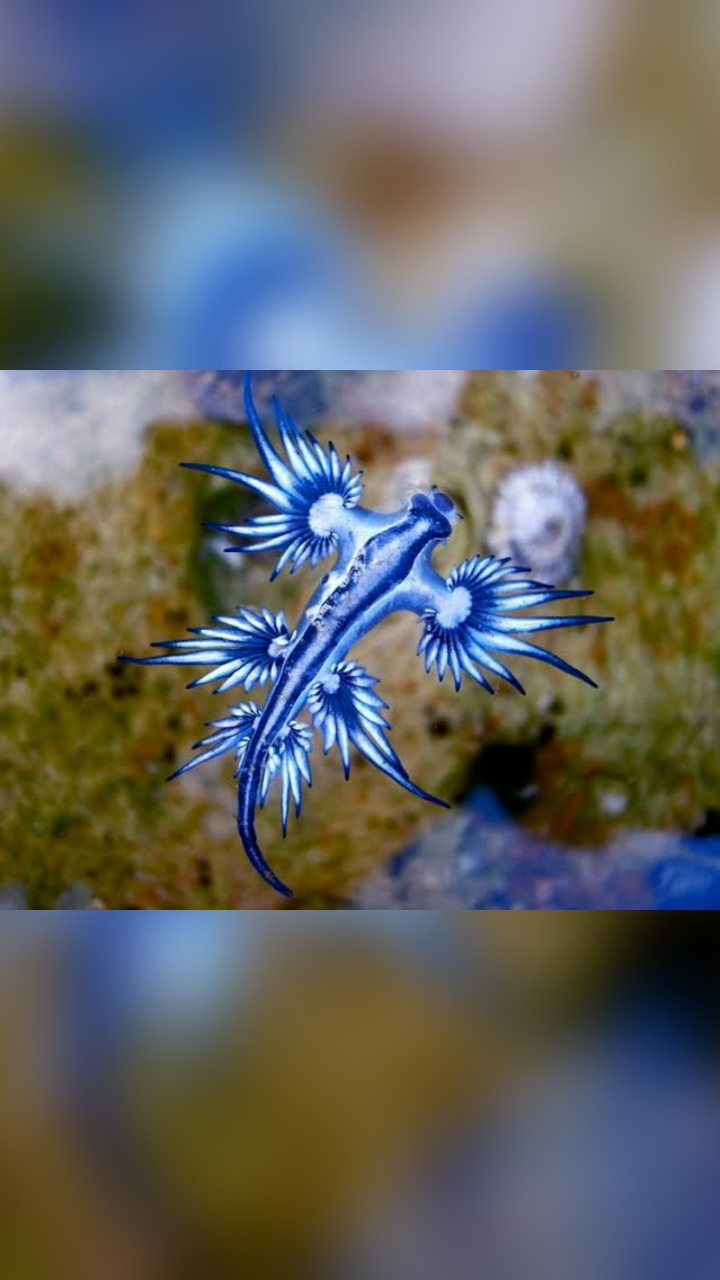 Mavi Ejderha /Blue Dragon&nbsp;#workinprogress